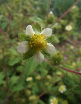 Image of Sticky Woodbeauty