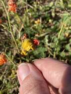 Image of Hermannia multiflora Jacq.