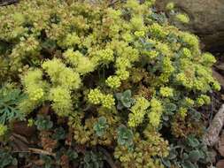 Image of sulphur-flower buckwheat