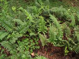 Image of leathery polypody