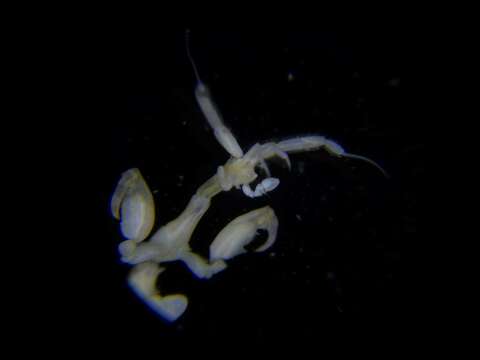 Image of ghost shrimp