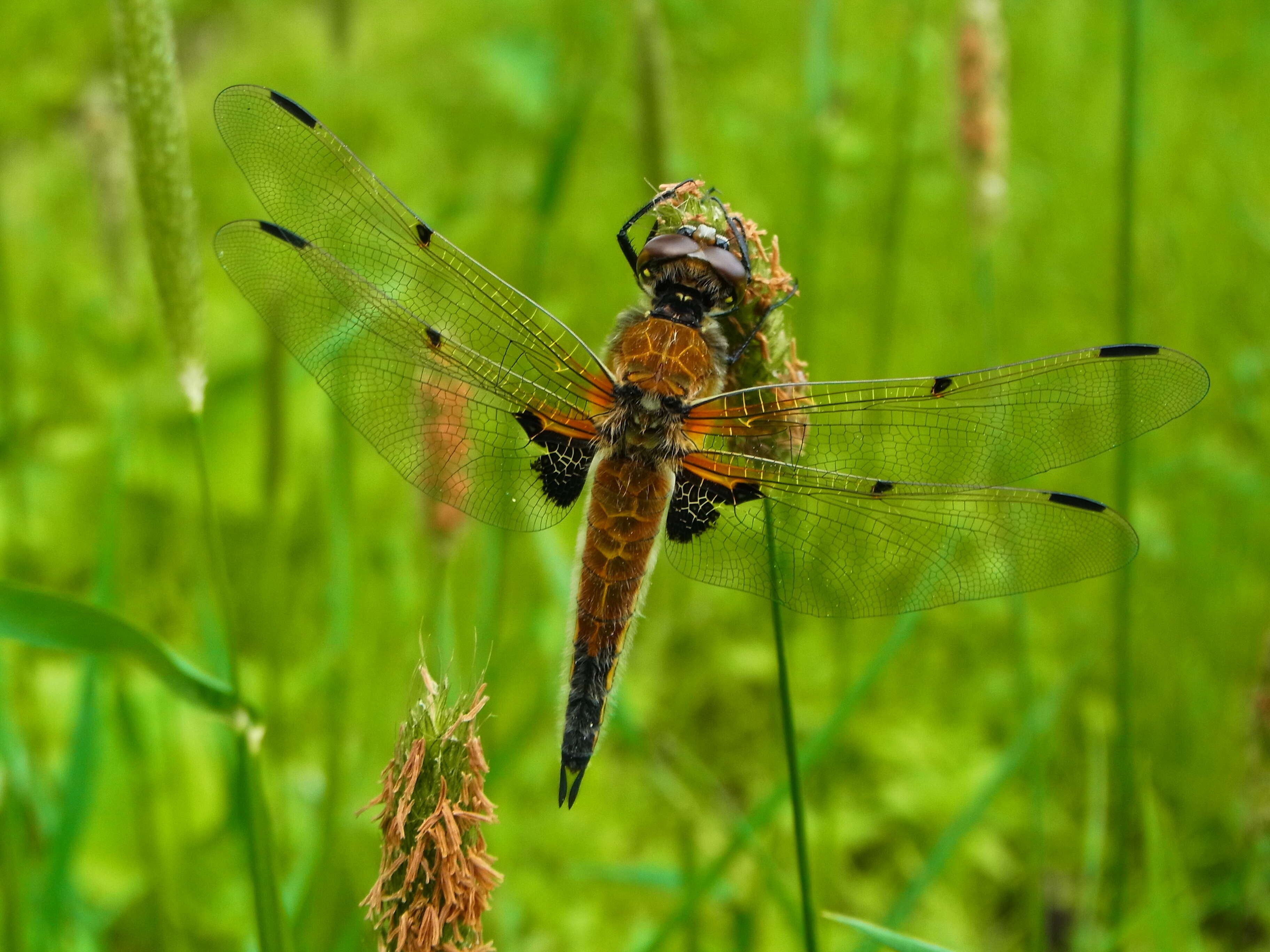 Image of Four-spotted Chaser