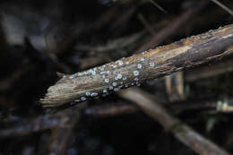 Imagem de Mollisia hydrophila (P. Karst.) Sacc. 1889