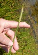 Image of squarestem spikerush