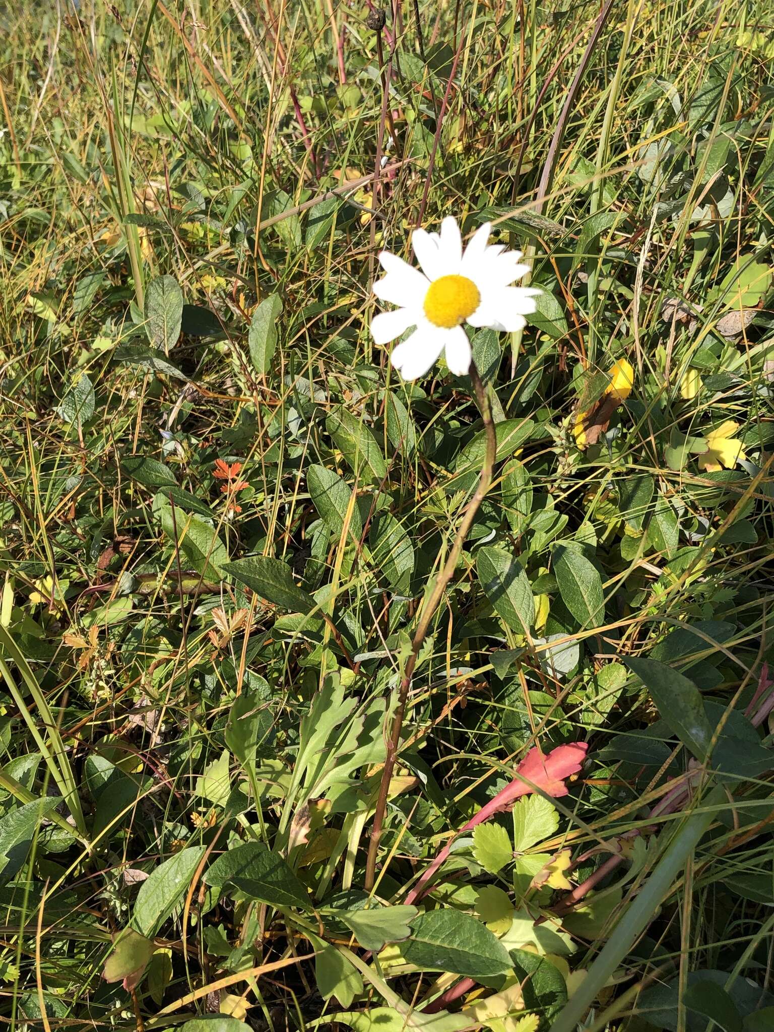 Image of arctic daisy