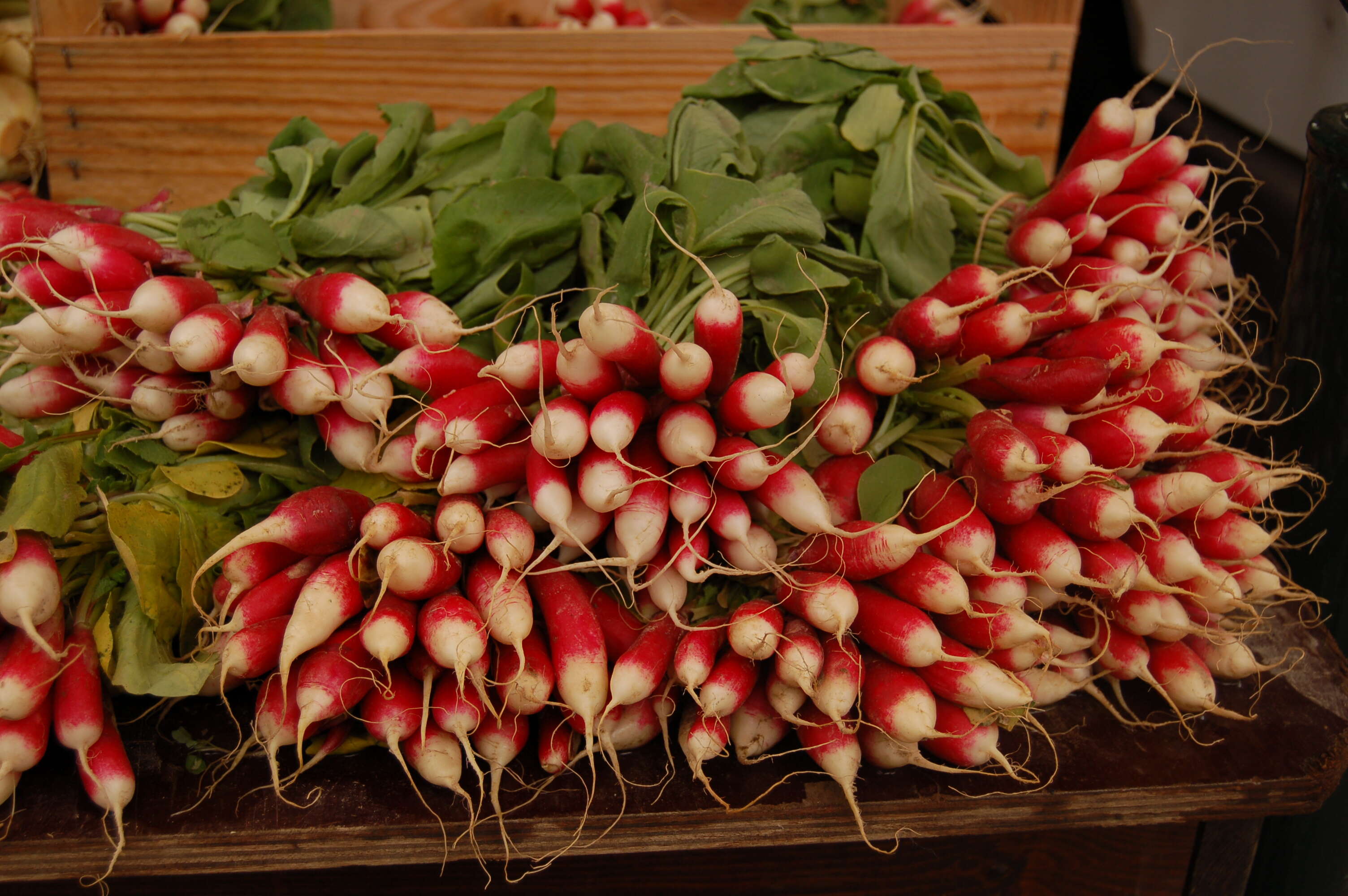 Image of cultivated radish