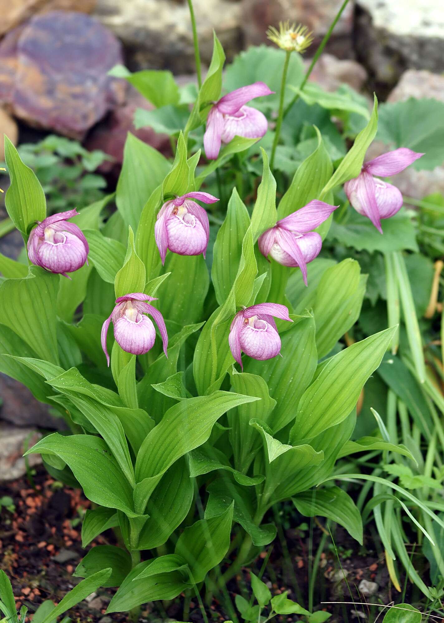 Image de Sabot de Vénus à grandes fleurs