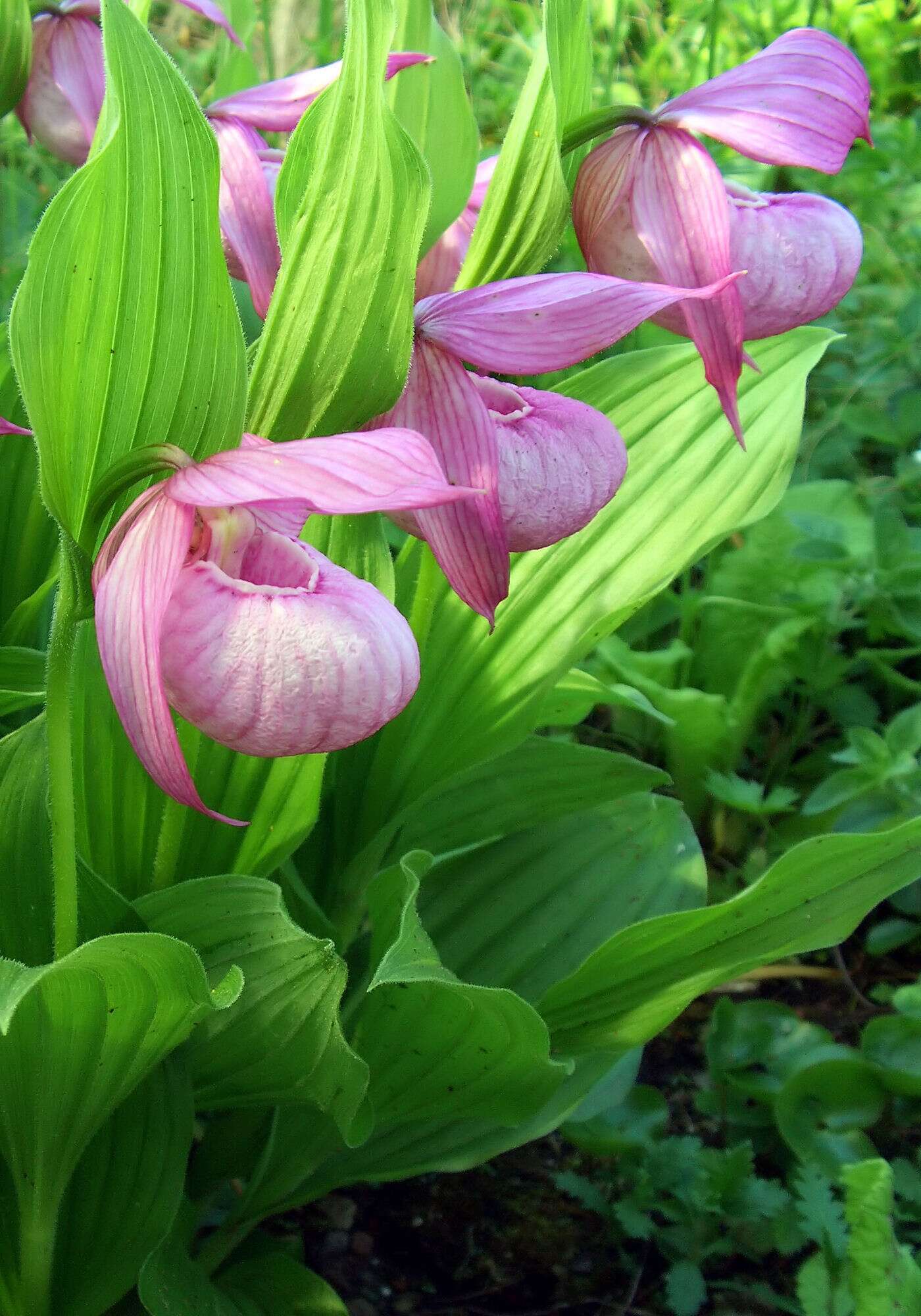 Image of Large-flowered Cypripedium