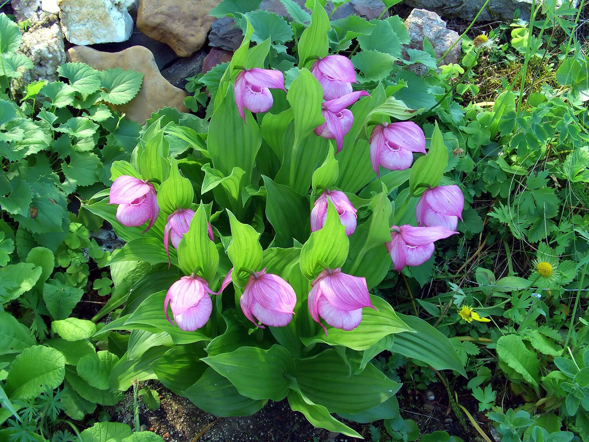 Image of Large-flowered Cypripedium