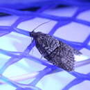 Image of Black-and-grey Banded Leafroller