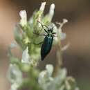 Image of Lytta (Poreopasta) cyanipennis (Le Conte 1851)