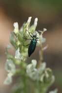 Image of Lytta (Poreopasta) cyanipennis (Le Conte 1851)