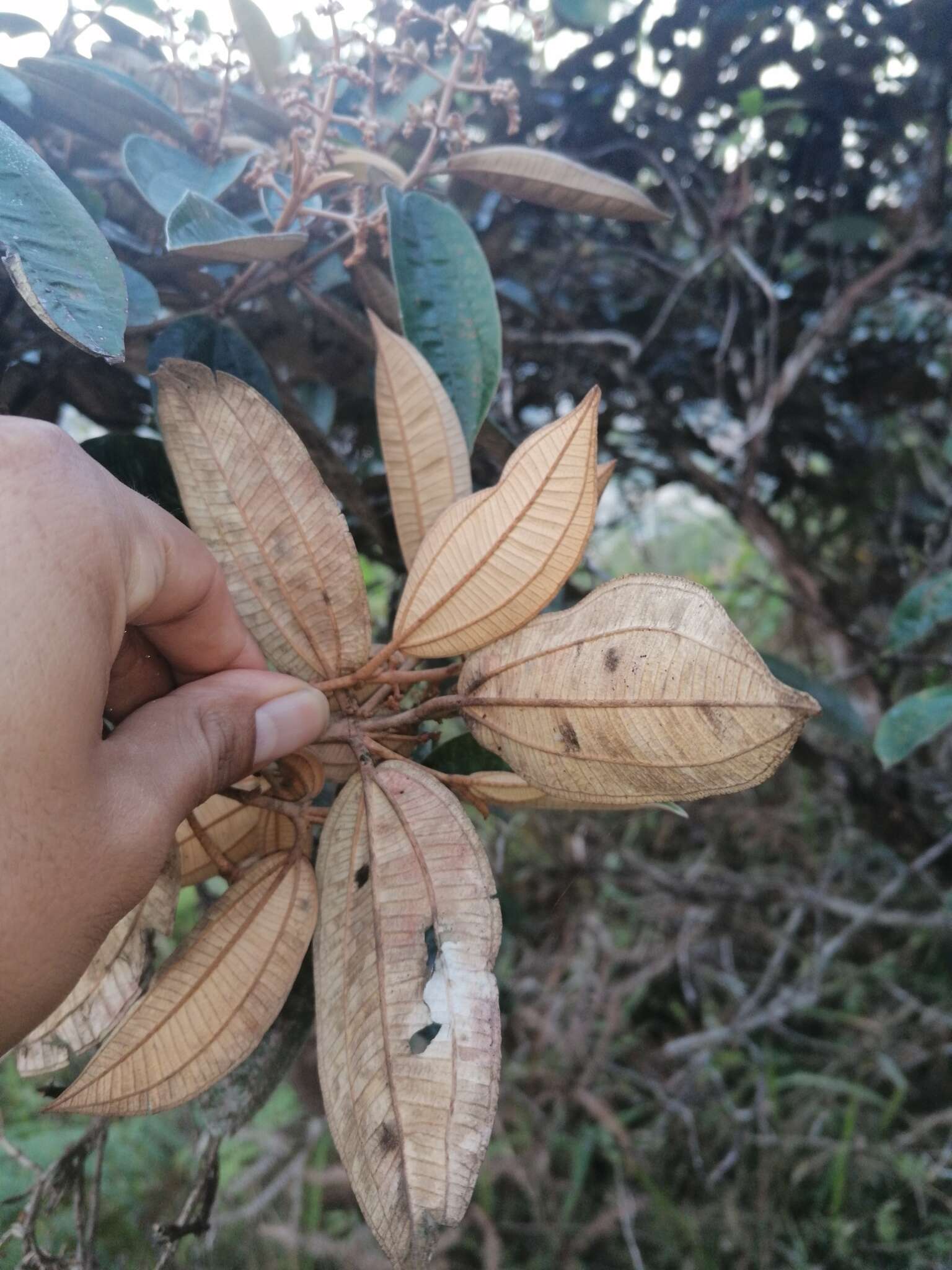 Image of Miconia stenostachya (Schrank & C. Martius) DC.