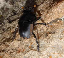 صورة Scarabaeus rusticus (Boheman 1857)