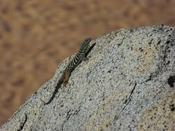 Image of Baja Blue Rock Lizard