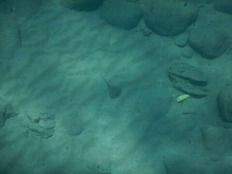 Image of Common Stingray