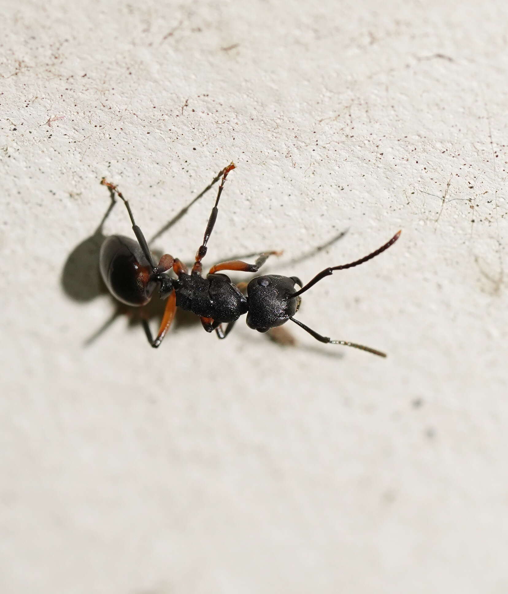 Image de Polyrhachis femorata Smith 1858