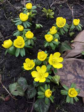 Image of eranthis