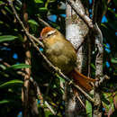 Image of Pallid Spinetail