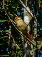 Image of Pallid Spinetail