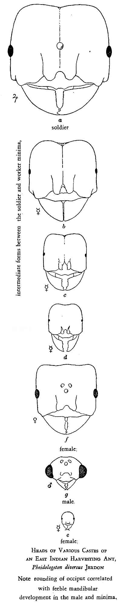 Image of Pheidologeton