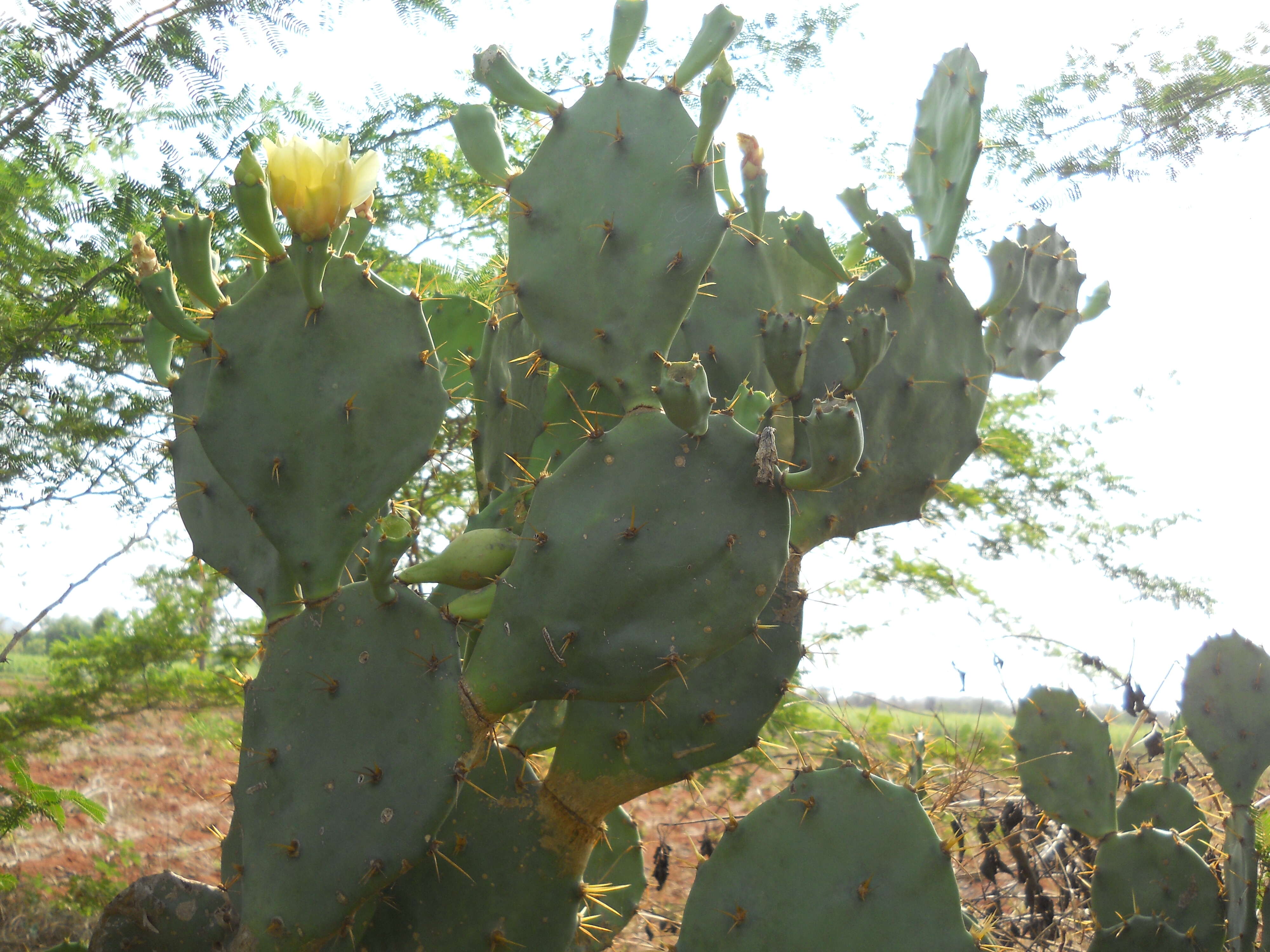 Image of Opuntia dillenii