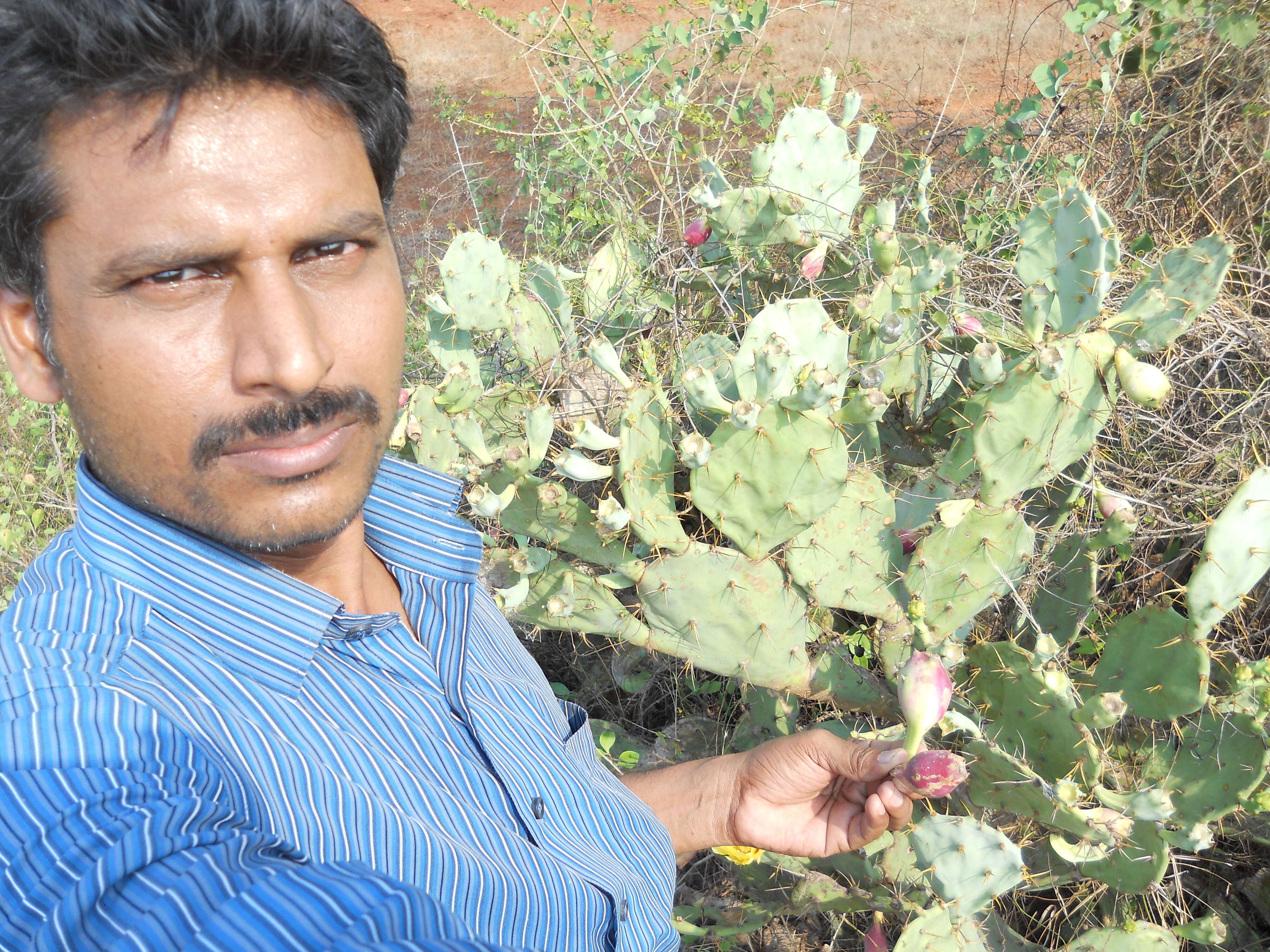 Image of Opuntia dillenii