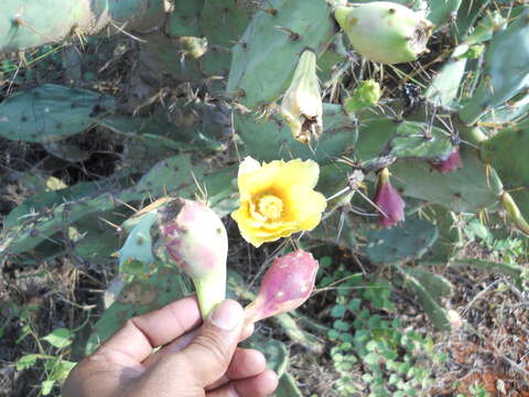 Image of Opuntia dillenii