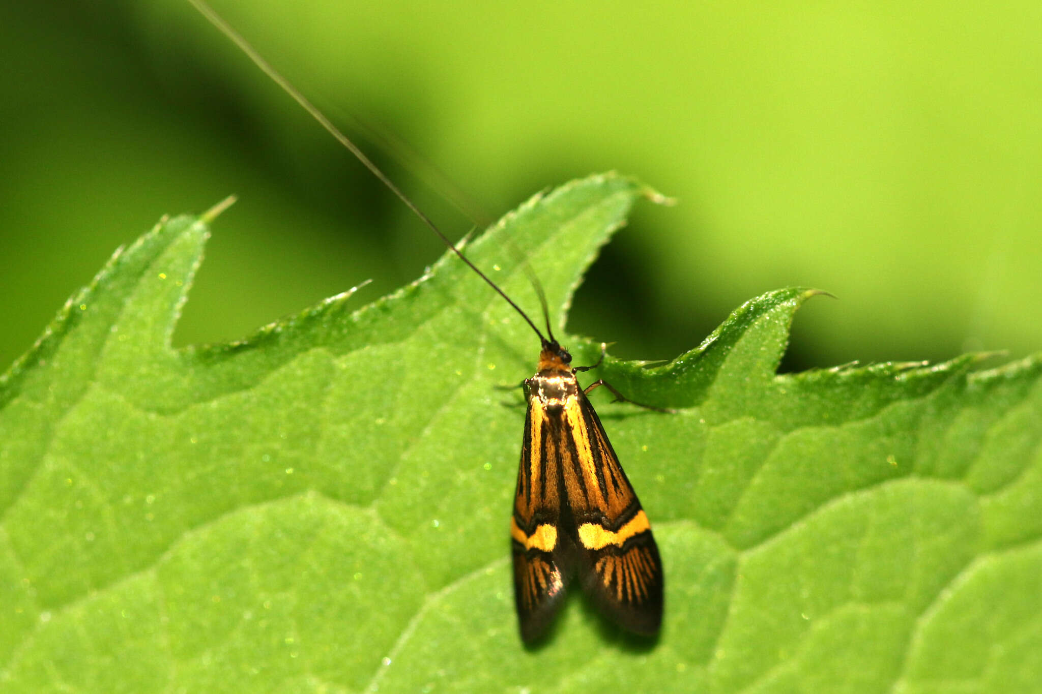 Imagem de Nemophora degeerella Linnaeus 1758