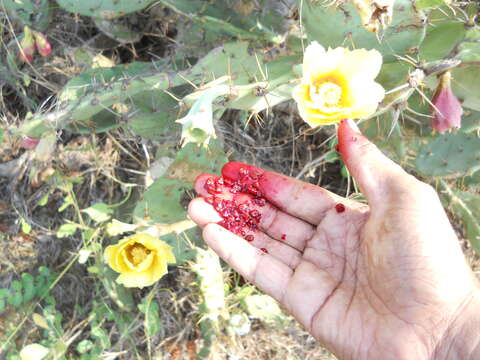 Image of Opuntia dillenii