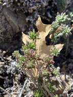 Plancia ëd Sedum havardii Rose