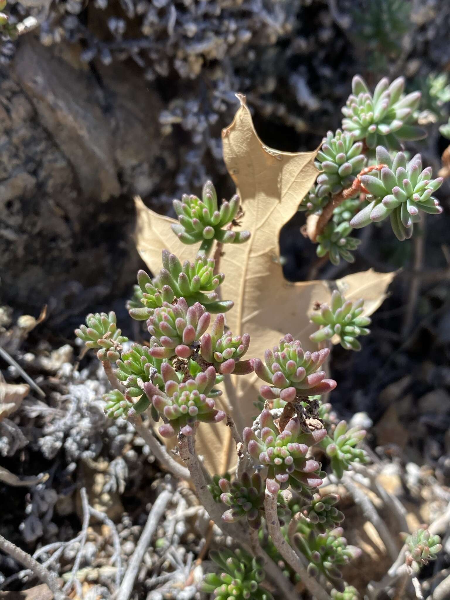 Слика од Sedum havardii Rose