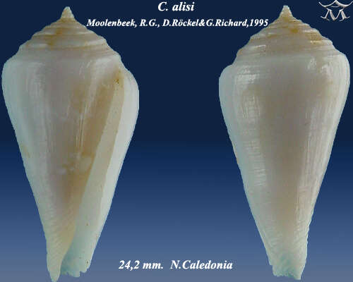 Image of Conasprella alisi (Moolenbeek, Röckel & Richard 1995)
