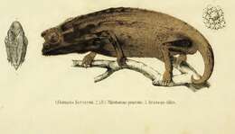 Plancia ëd Rieppeleon kerstenii (Peters 1868)