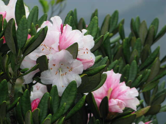 Imagem de Rhododendron simiarum Hance