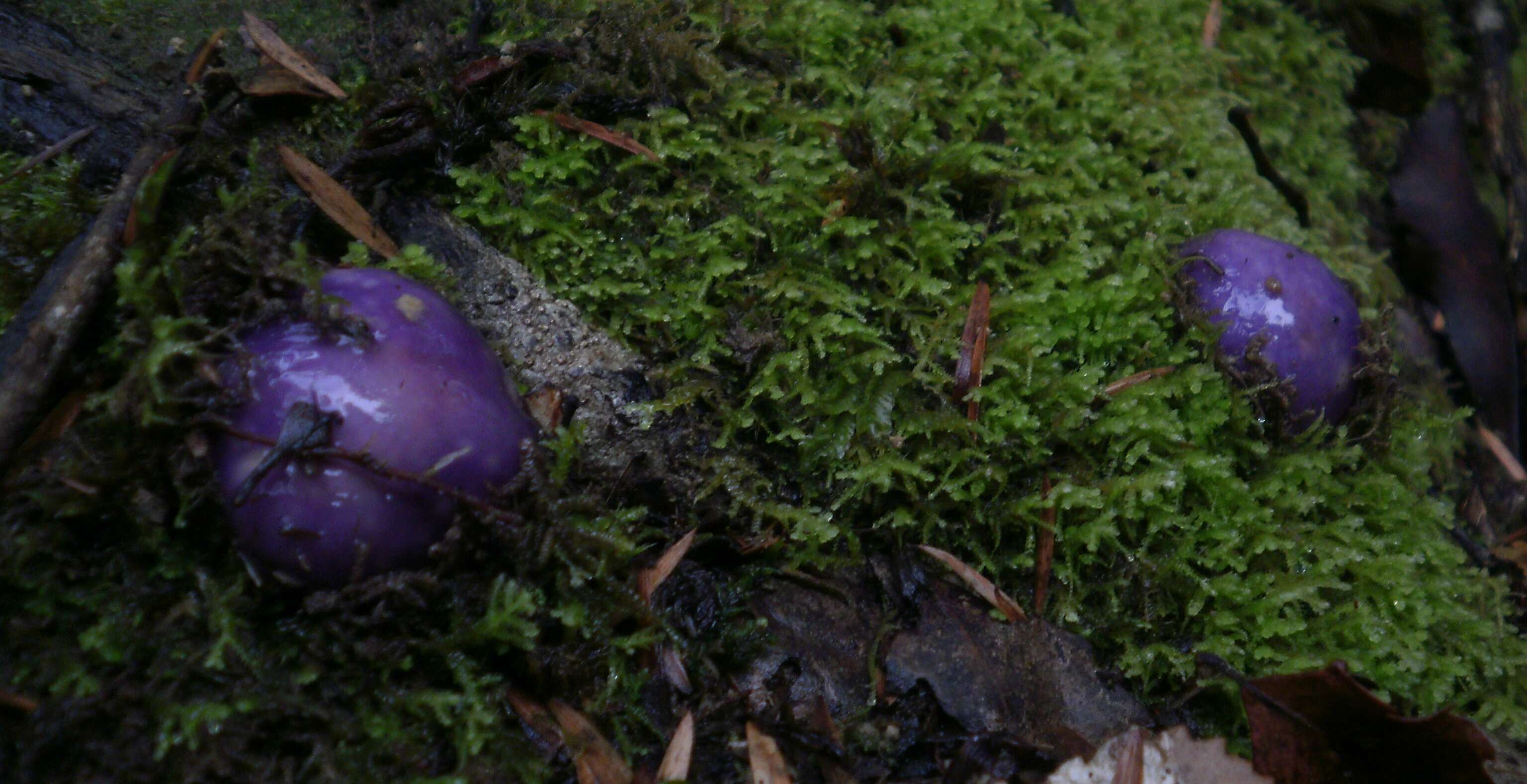 Слика од Cortinarius porphyroideus Peintner & M. M. Moser 2002