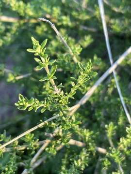 Prostanthera eurybioides F. Muell. resmi