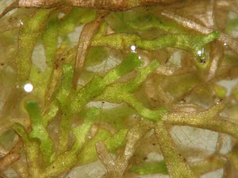 Image of Crystalwort