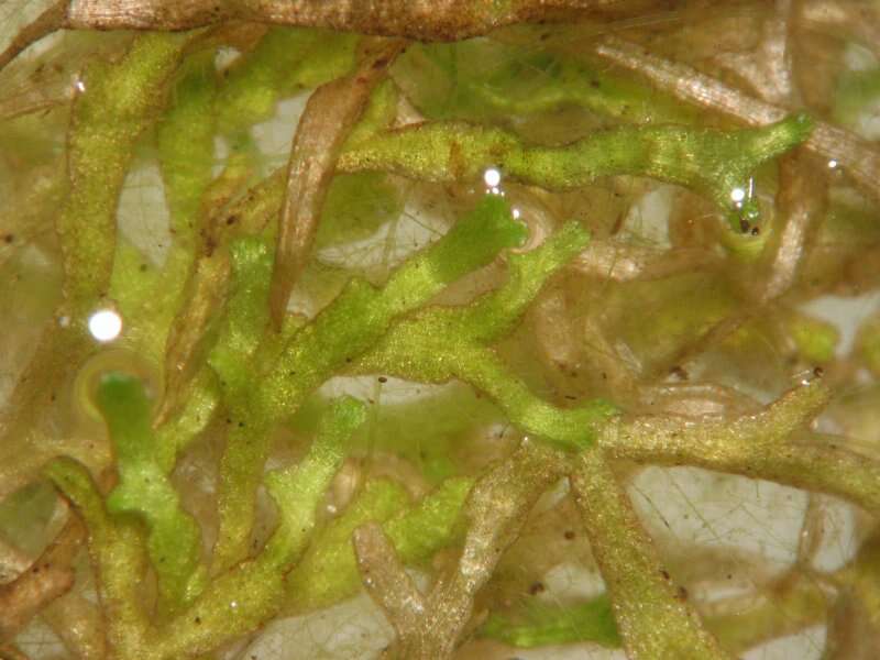 Image of Crystalwort