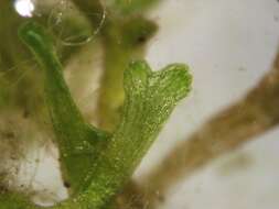 Image of Crystalwort