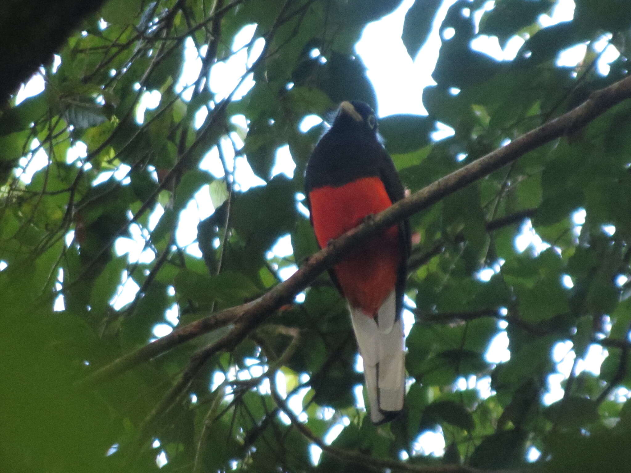 Image of Baird's Trogon