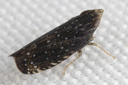 Image of Yellowfaced Leafhopper