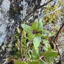 Image de Gaultheria oppositifolia Hook. fil.