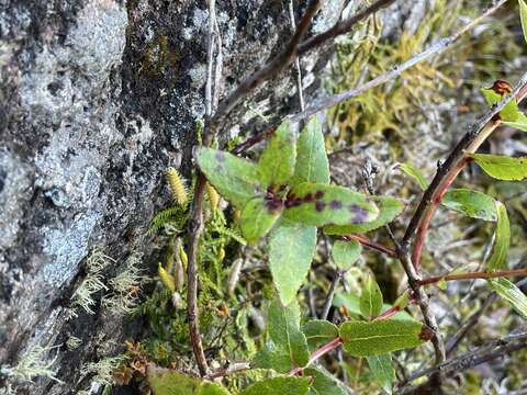 Sivun Gaultheria oppositifolia Hook. fil. kuva