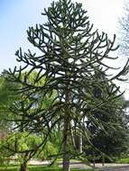 Image of Monkey Puzzle