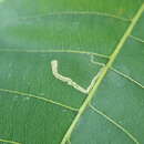 صورة Stigmella caryaefoliella (Clemens 1861) van Nieukerken et al. 2016