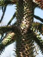 Image of Monkey Puzzle