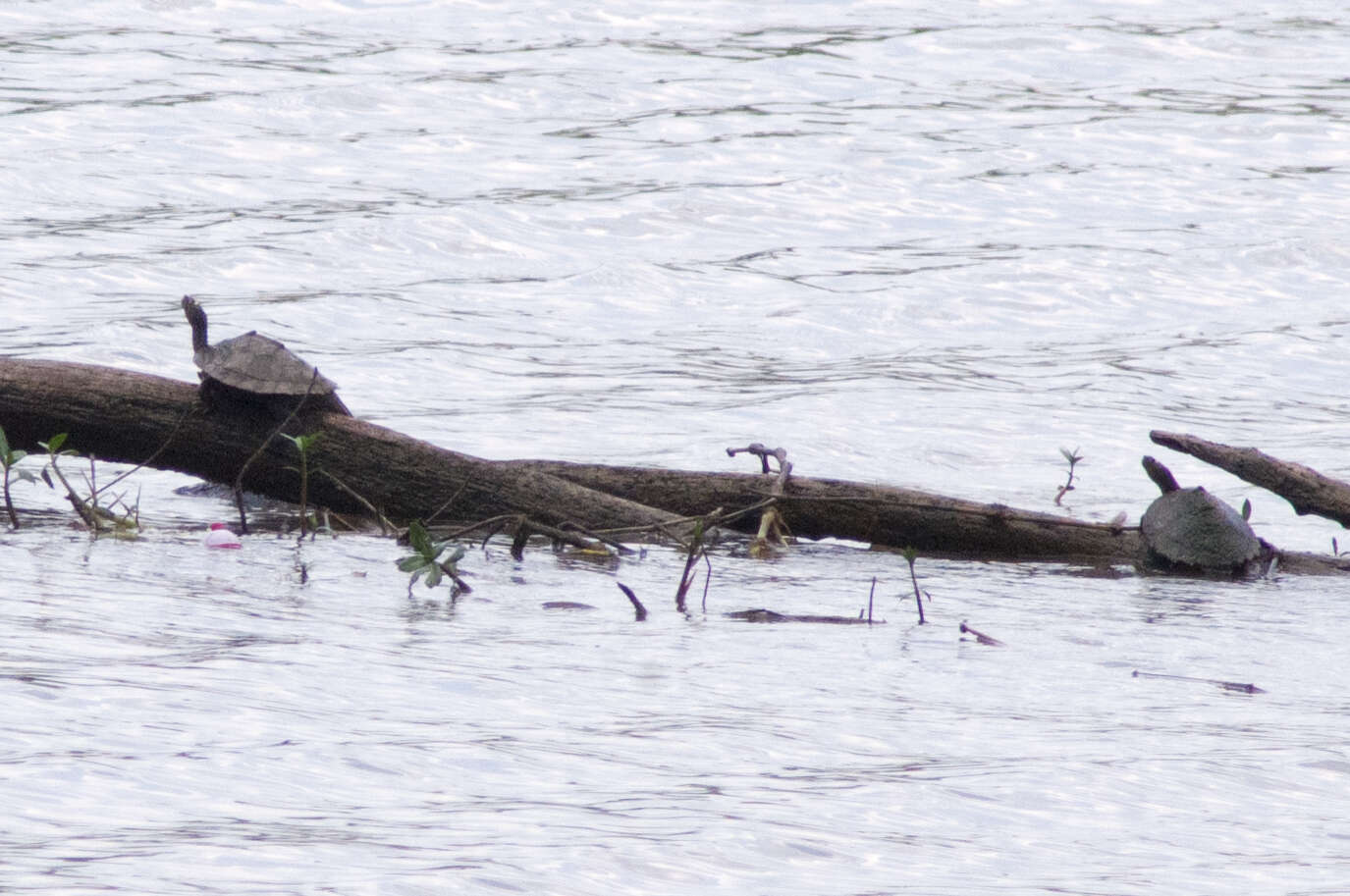 Image of Sabine map turtle