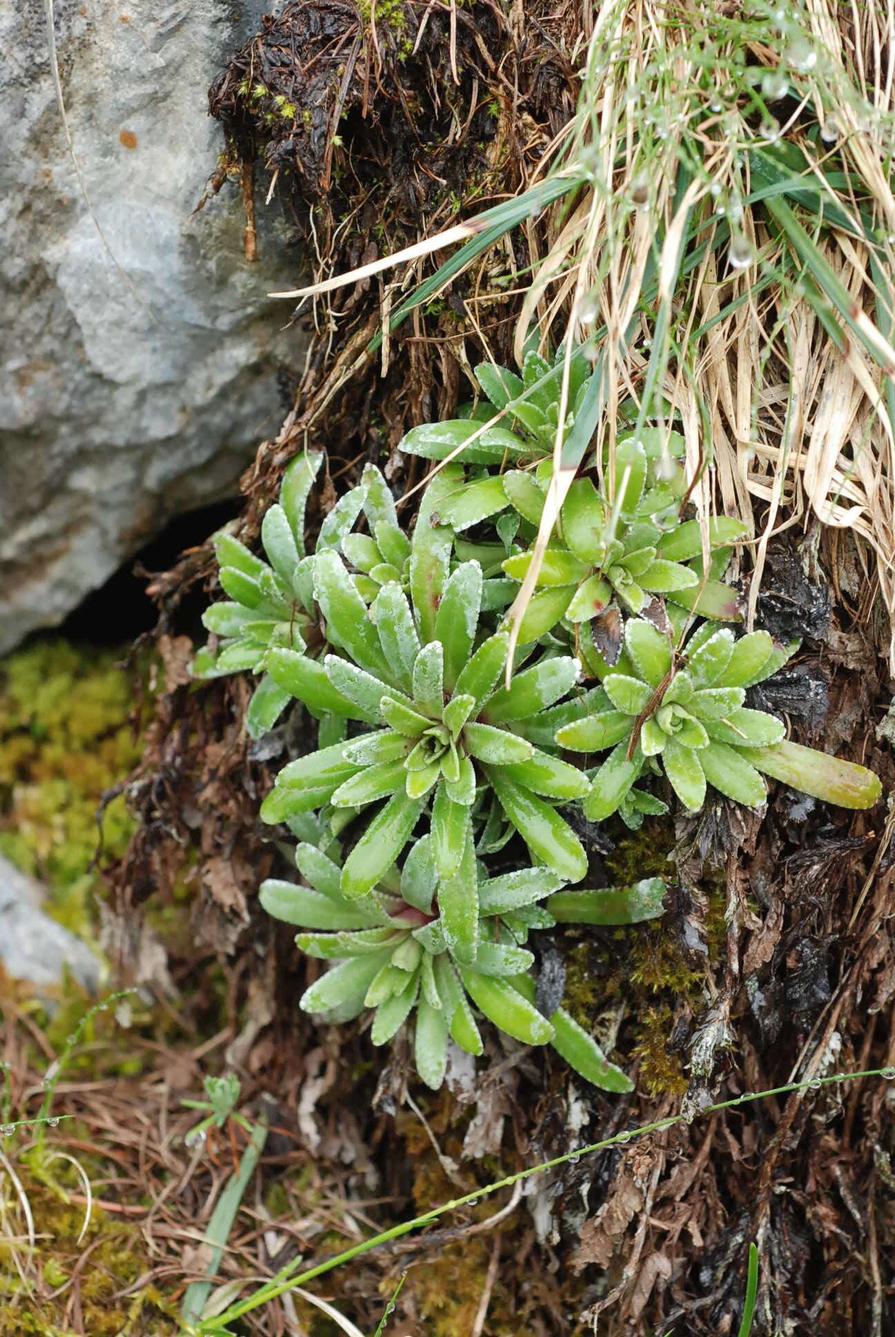 Image of Saxifraga hostii subsp. rhaetica (Kerner) Br.-Bl.