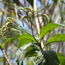 Imagem de Tournefortia glabra L.